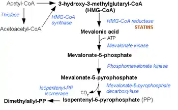 Mevalonate pathway