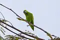 Mexican parrotlet (Forpus cyanopygius)