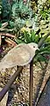 One of the Mexican Doves in the Desert Dome