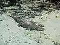 Crocodile