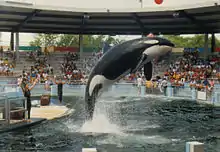 Lolita, the orca