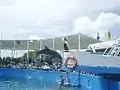 The Top Deck dolphin show at the Miami Seaquarium