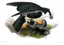 Painting of a small, dark-backed, white-fronted raptor with its wings partially out, standing on a large rhinoceros beetle