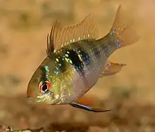 Ram cichlid, Mikrogeophagus ramirezi