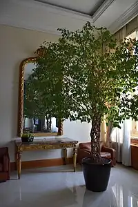 Ficus benjamina in the Bank of Italy building in Milan, Italy