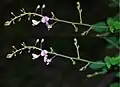 Before/During images of anther dehiscence in the common Milk Pea