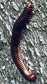 Millipede: many legs,two pairs per segment