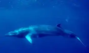 Dwarf minke whale