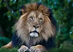 Lion (Panthera leo).