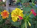 Different color variation in the flower and different color flowers in the same plant.