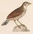 Mirafra javanica javanica 1838 (Illustrated by Nicolas Huet)