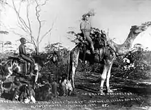 Prospector riding "Misery", a famous camel that travelled a record 970 kilometres (600 mi) without water, 1895