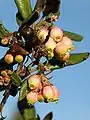 In bloom with old fruit