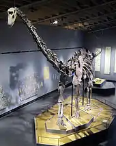 "Misty", a Diplodocus dinosaur