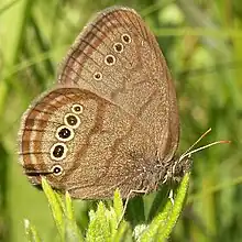 Close-up photograph