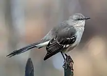 Ruiseñor (Mimus polyglottos)