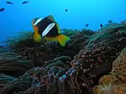 A. latifasciatus (Madagascar anemonefish) showing the distinctive forked tail.