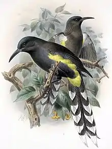 Oʻahu ʻōʻō