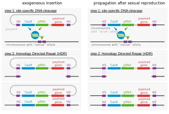 Molecular mechanism of gene drive.