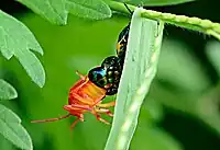 Molting (moulting) jewel bug (1)