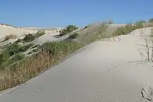 Sand encroaching on vegetation