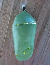 Butterflies typically form a chrysalis