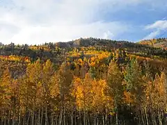 Fall colors along the pass in late September