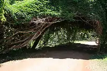 A canopy formed over lianas