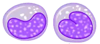 Monocyte