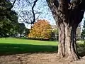 Two painted buckeye (aesculus sylvatica) trees on the upper lawn near at the entrance of Parc Montsouris. They are exceptionally large because they have been grafted onto horse-chestnut trees (aesculus hippocastanum).