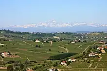 Vineyards in the Montferrat hills, with the Monviso in the background.