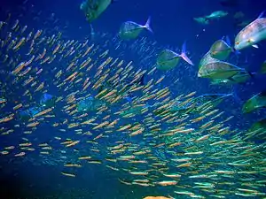 Predator bluefin trevally sizing up schooling anchovies