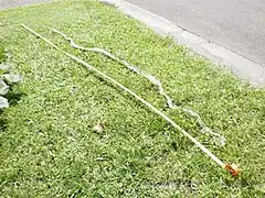 A 3.2-m-long, intact Australian scrub python skin in Australia: The snake that shed this skin would be significantly shorter than 3.2 m, as the snake's skin is folded on top of and below each scale. This causes a shed skin to be almost twice as long as the snake that shed it.