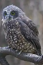 Image of Ninox novaeseelandiae from Kiwi Birdlife Park, Queenstown