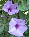 Morning glory (Ipomoea cairica)