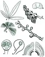 Fig. 2 A) leaf structure B) Venation C) Pollen sacs D) Pollen grain E) Seed structure F) Cupule G) Cupule from side H) Ovule