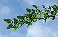 Flowers and leaves in Spain