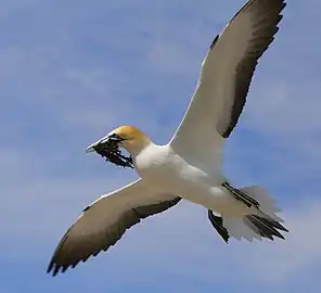 Gannets "divebomb" at high speed.