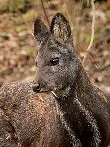 Brown tusked deer