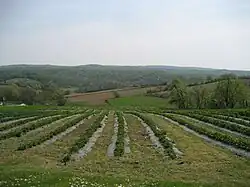 Slopes of Moslavačka gora at Vrtlinska