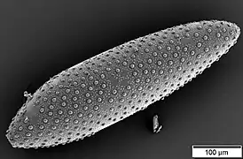 Electron micrograph of a culicine egg