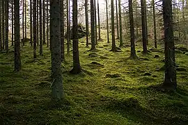 A cool high altitude/latitude moss forest; the forest floor is covered in moss, beneath conifers