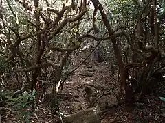 Cloud forest (mossy forest) near the summit of Mt. Tapulao