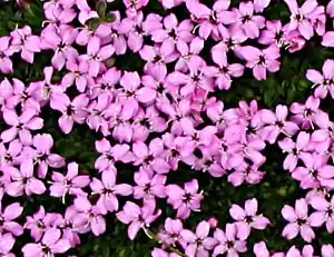 Close-up of flowers