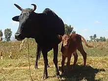 mother zebu and calf