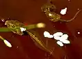 Three-week-old Ranoidea moorei tadpoles, backyard pond, Bayswater