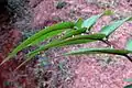 Eggs on Senna occidentalis