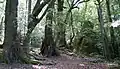 Temperate rainforest near the summit