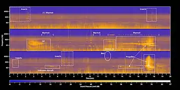 Spectrogram of the soundscape ecology of Mount Rainier National Park, with the sounds of different creatures and aircraft highlighted