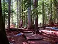 Giant Cedars Boardwalk Trail